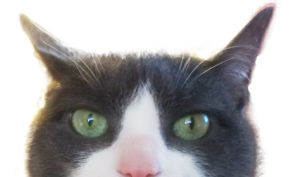 Cosmo-Kitty Cosmo Kitty